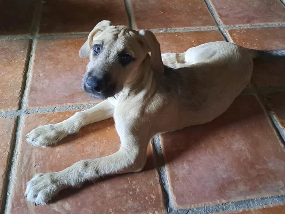 Nori, female puppy Mixed Breed for adoption at Dali Dog Rescue UK, Dali