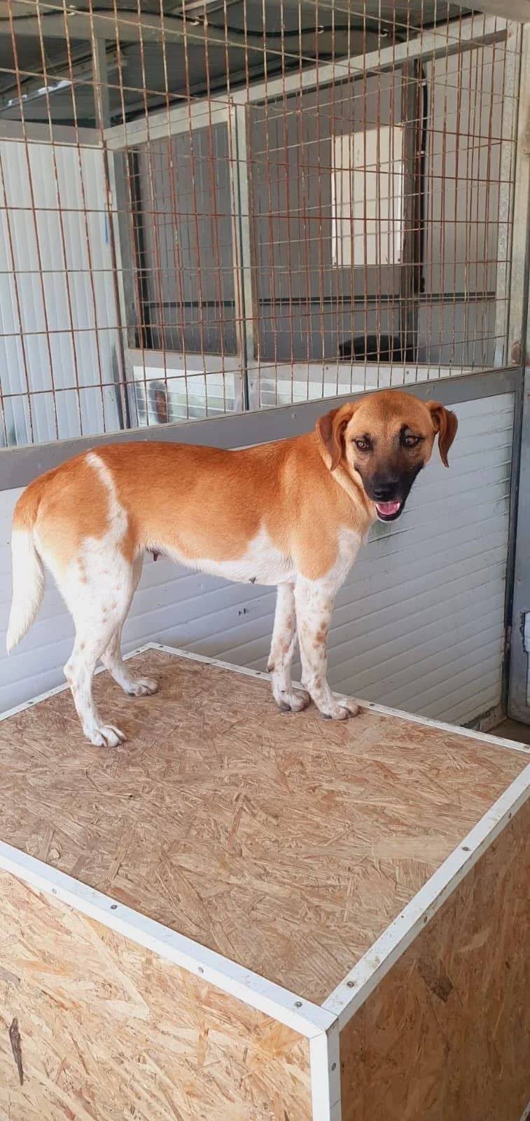Suri, female young Mixed Breed for adoption at Dali Dog Rescue UK, Dali