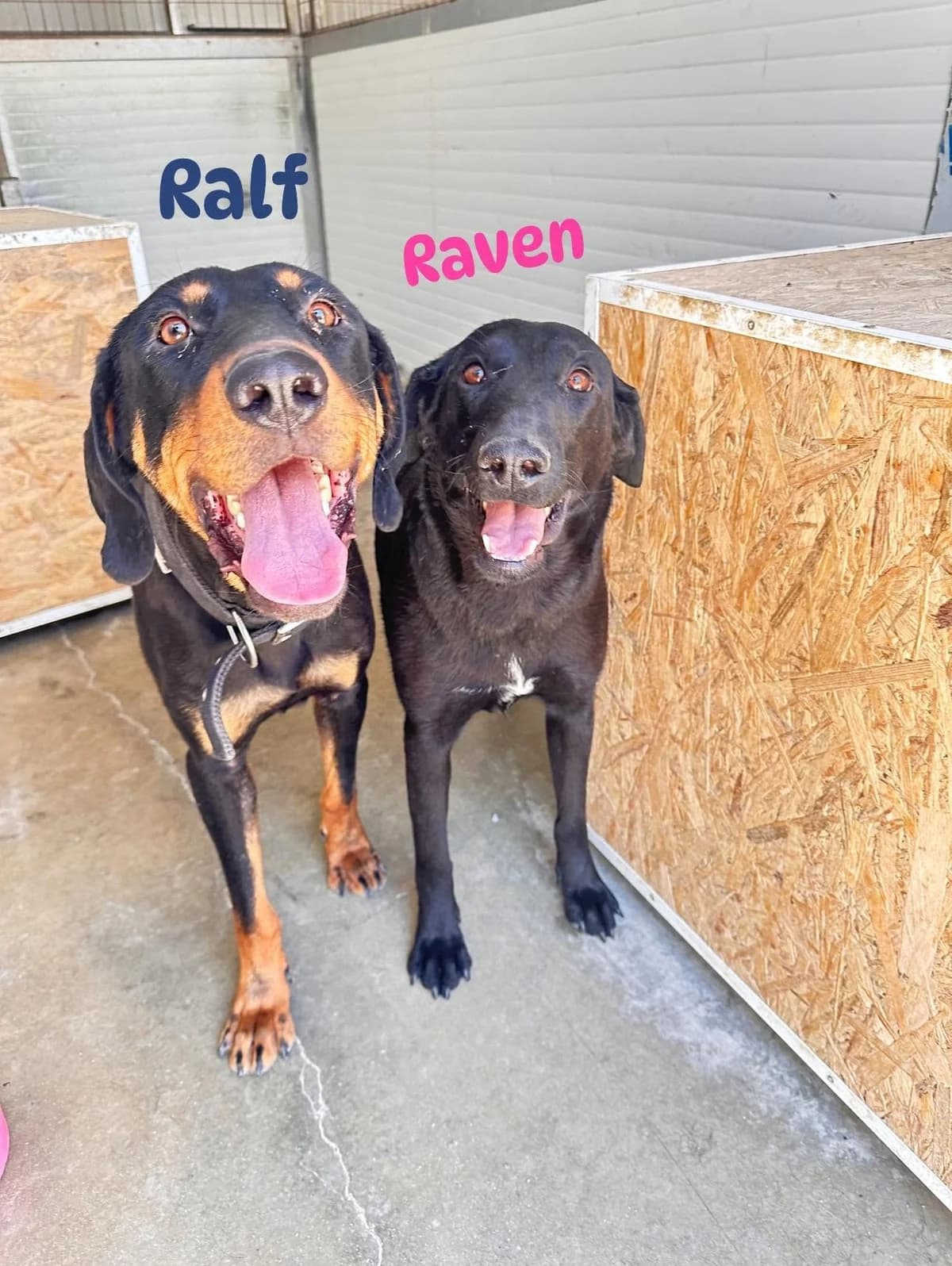 Ralf & Raven 🇨🇾, female young Mixed Breed for adoption at Dali Dog Rescue UK, Dali