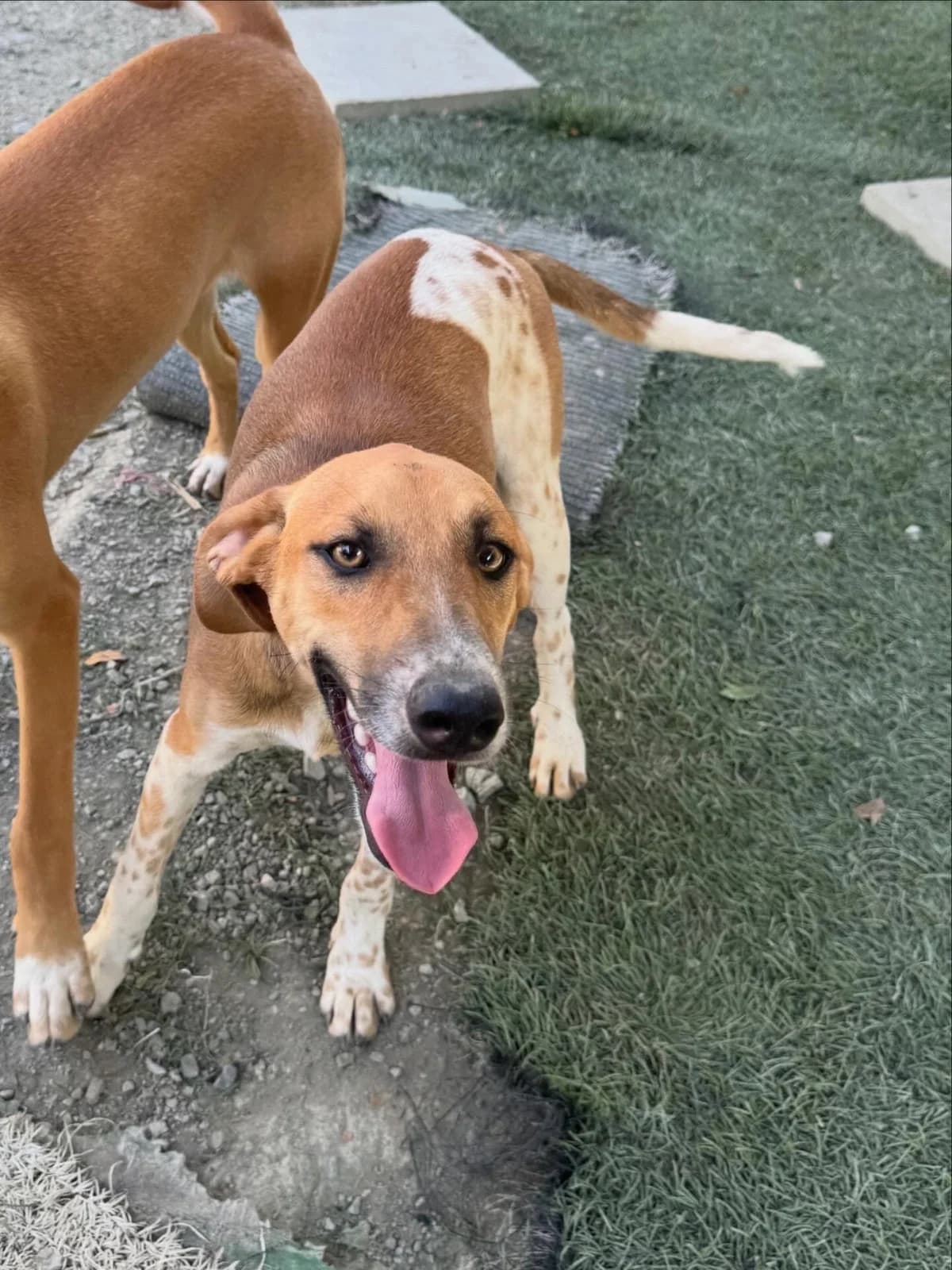 Ronan 🇨🇾, male puppy Mixed Breed for adoption at Dali Dog Rescue UK, Dali