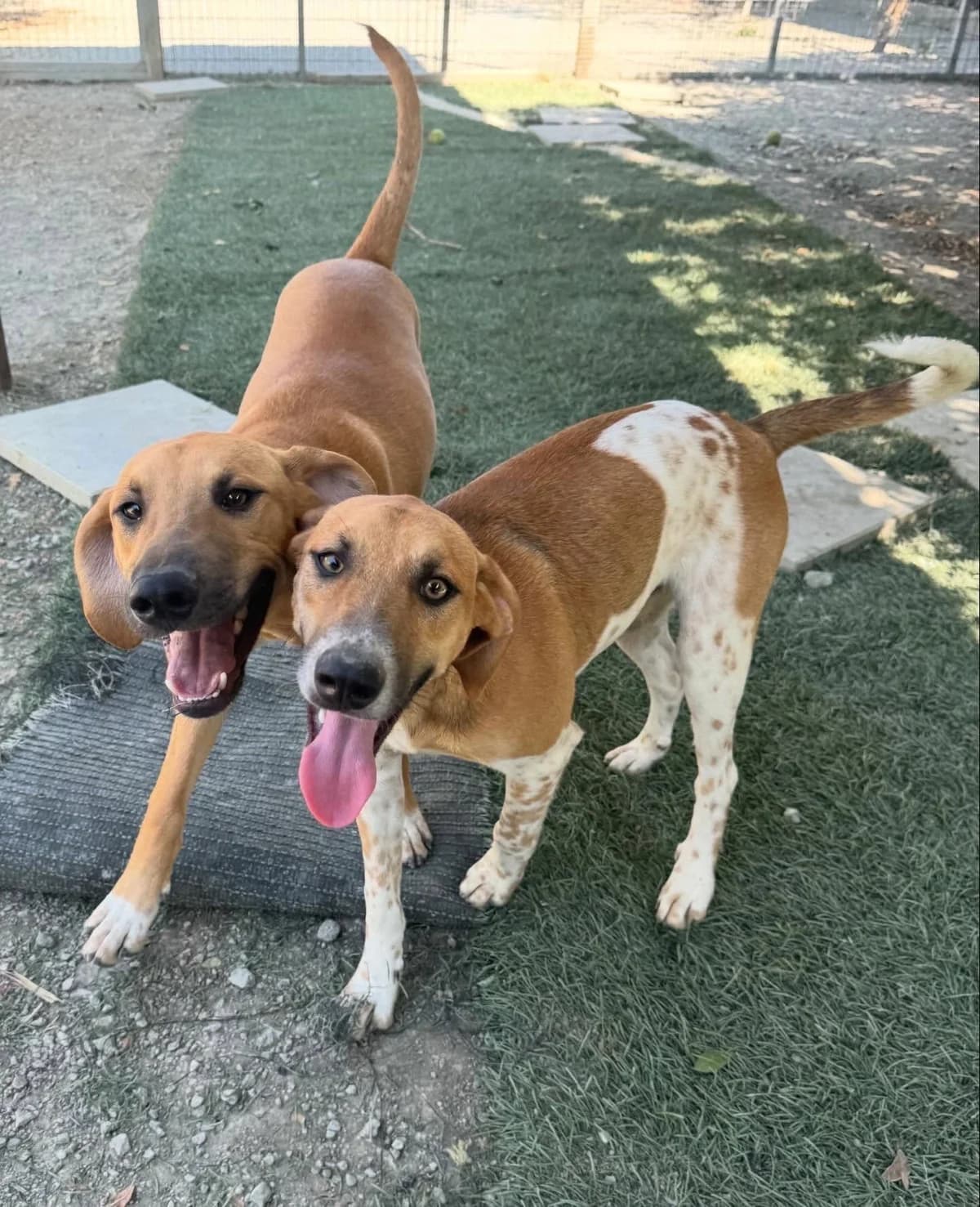 Arlo 🇨🇾, male puppy Mixed Breed for adoption at Dali Dog Rescue UK, Dali