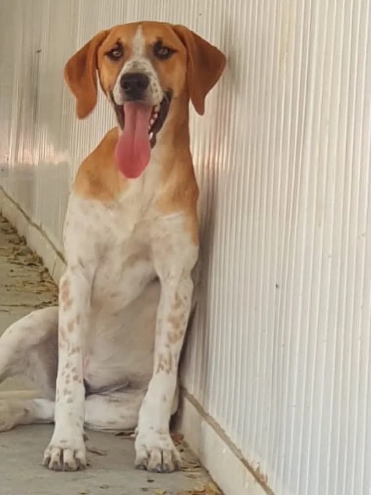 Prince 🇨🇾, male puppy Mixed Breed for adoption at Dali Dog Rescue UK, Dali