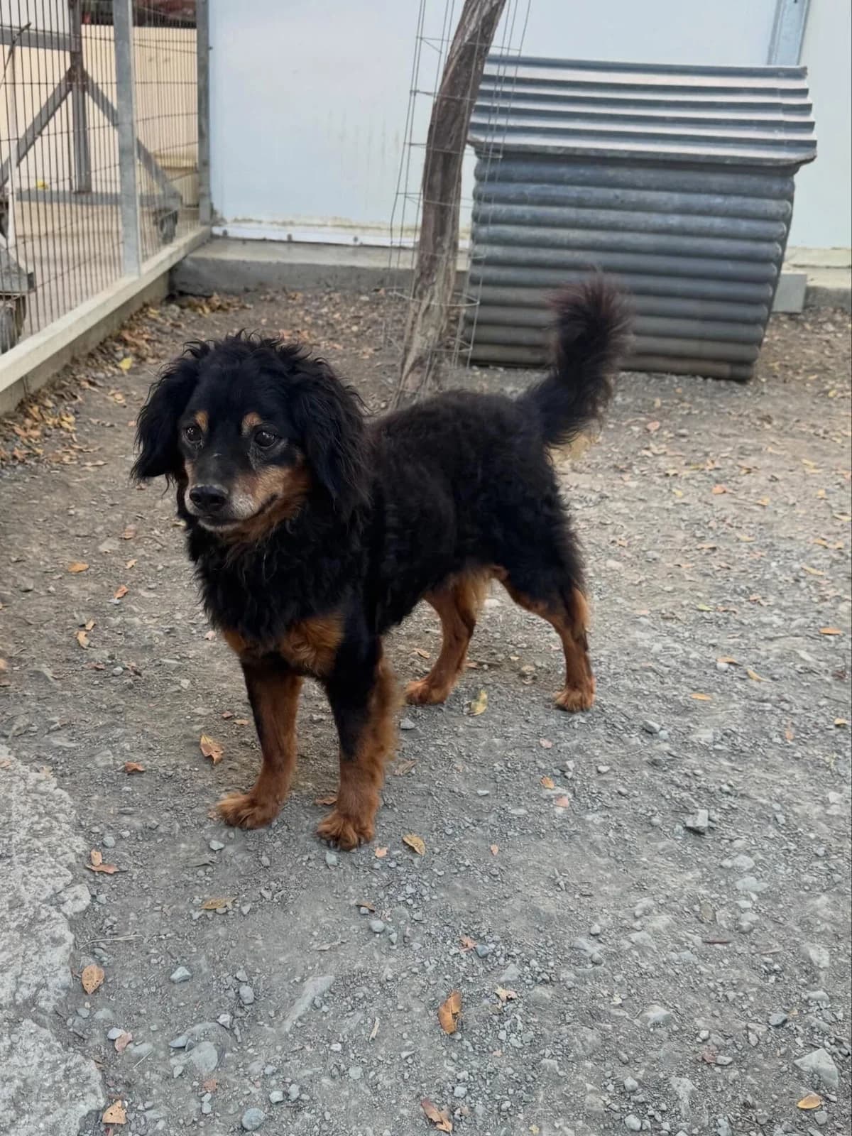 Benji 🇨🇾, male senior Mixed Breed for adoption at Dali Dog Rescue UK, Dali