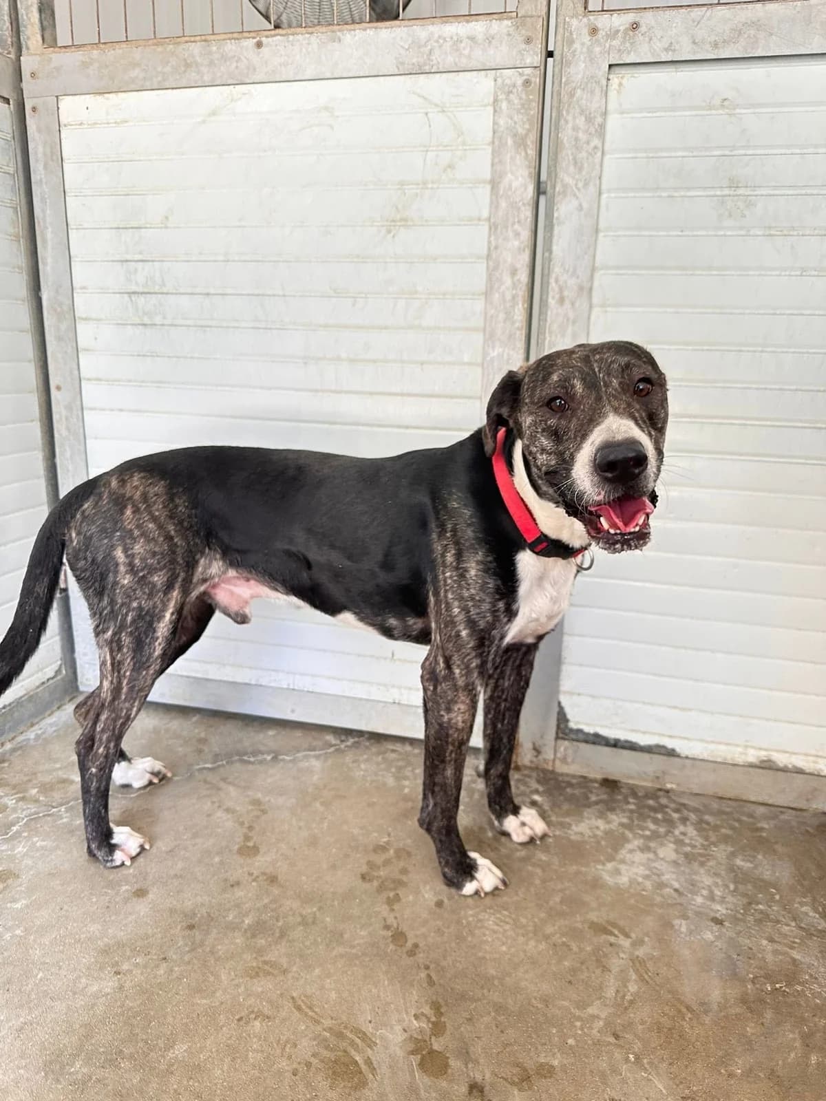 Winston, male 3yo Mixed Breed for adoption at Dali Dog Rescue UK, Dali