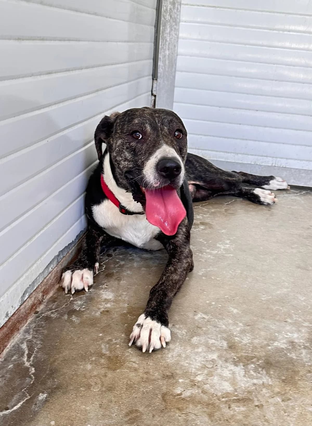 Winston ๐จ๐พ, male 3yo Mixed Breed for adoption at Dali Dog Rescue UK, Dali