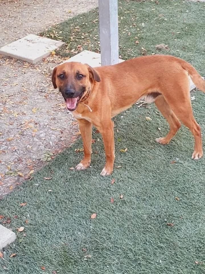 Rudy 🇨🇾, male Mixed Breed for adoption at Dali Dog Rescue UK, Dali