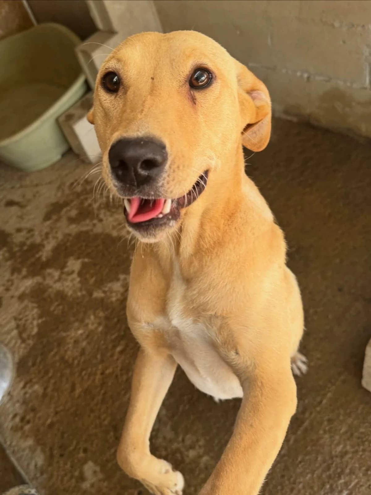 Yara 🇨🇾, female young Mixed Breed for adoption at Dali Dog Rescue UK, Dali