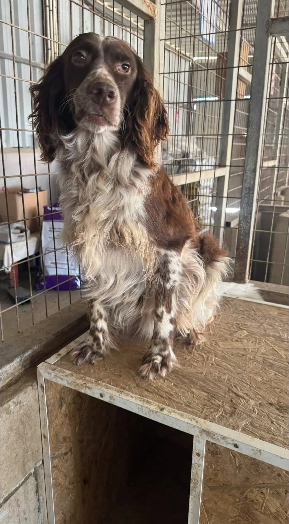 Jodie 🇨🇾, female young Mixed Breed for adoption at Dali Dog Rescue UK, Dali
