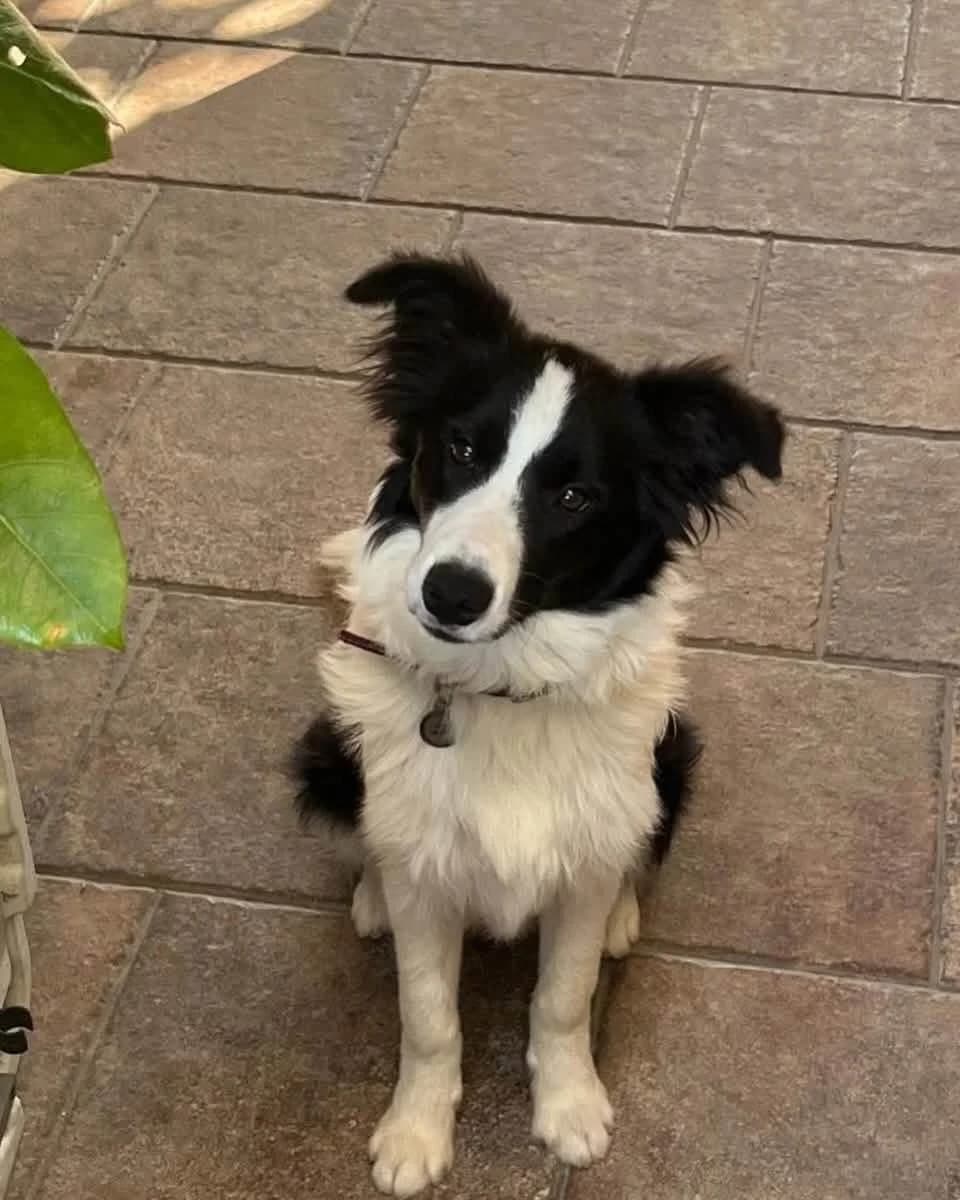 Puppy 🇨🇾, female puppy Mixed Breed for adoption at Dali Dog Rescue UK, Dali