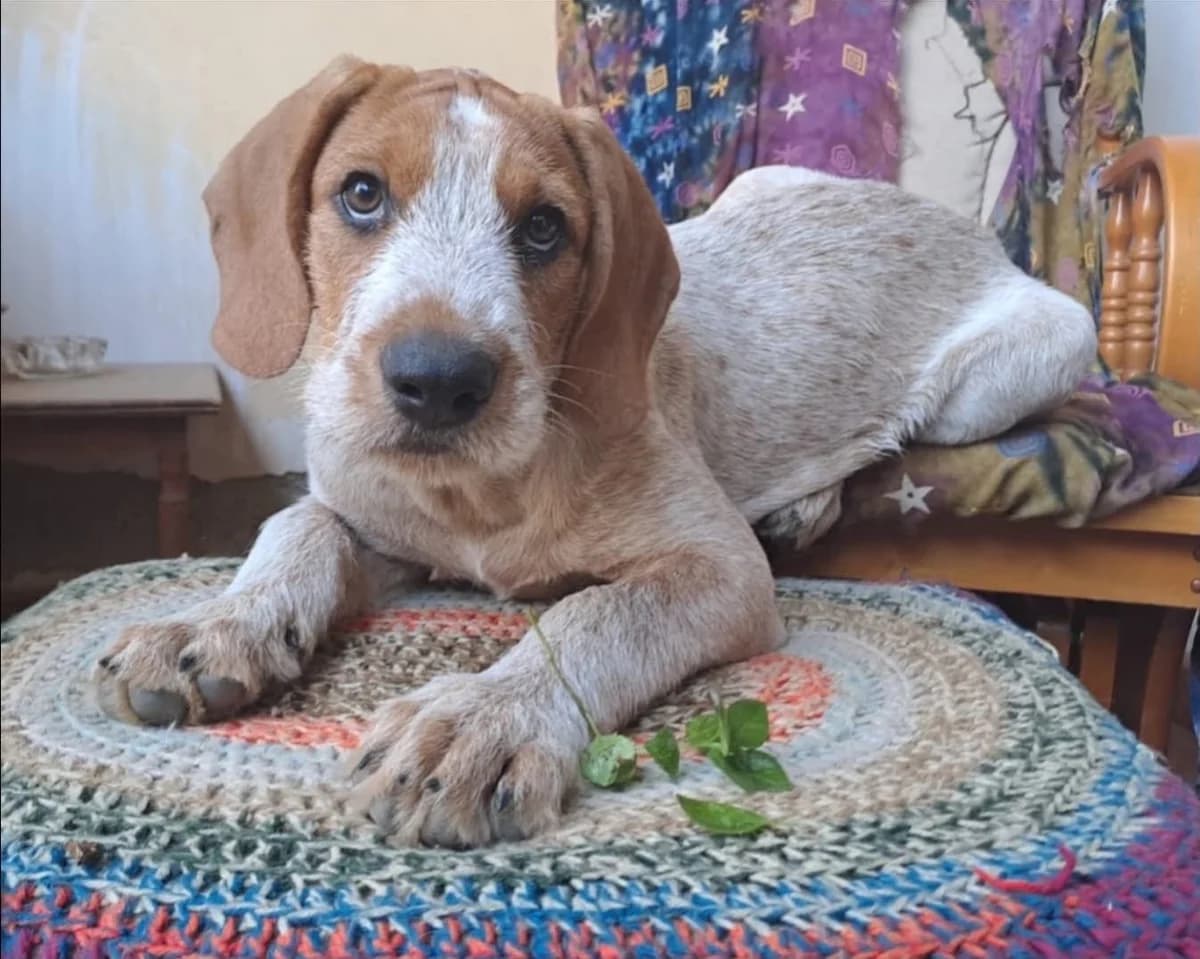 Maitanos 🇨🇾, female puppy Mixed Breed for adoption at Dali Dog Rescue UK, Dali