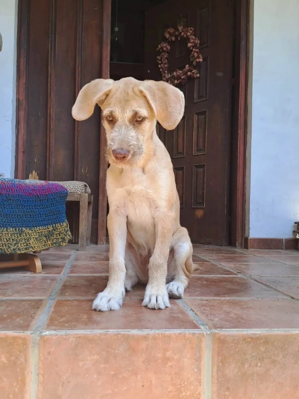 Loufa 🇨🇾, female puppy Mixed Breed for adoption at Dali Dog Rescue UK, Dali