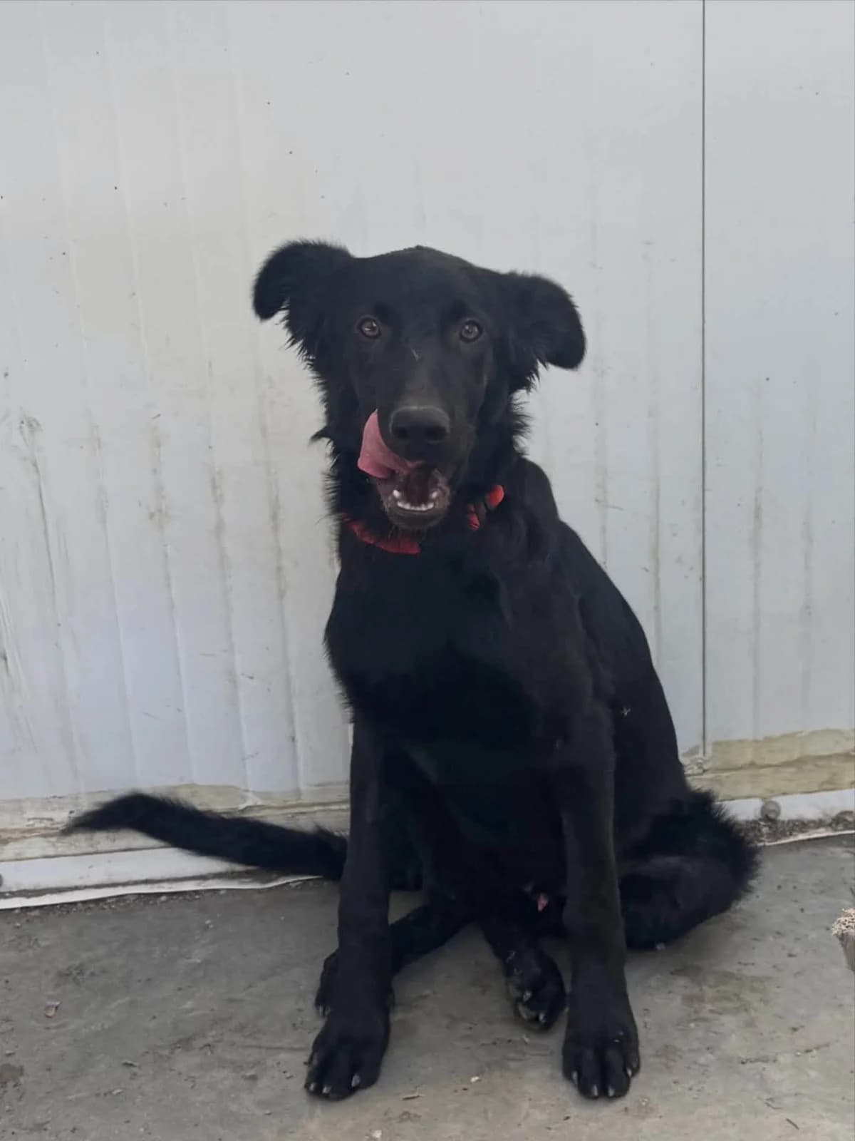 Bracken 🇨🇾, male puppy Mixed Breed for adoption at Dali Dog Rescue UK, Dali