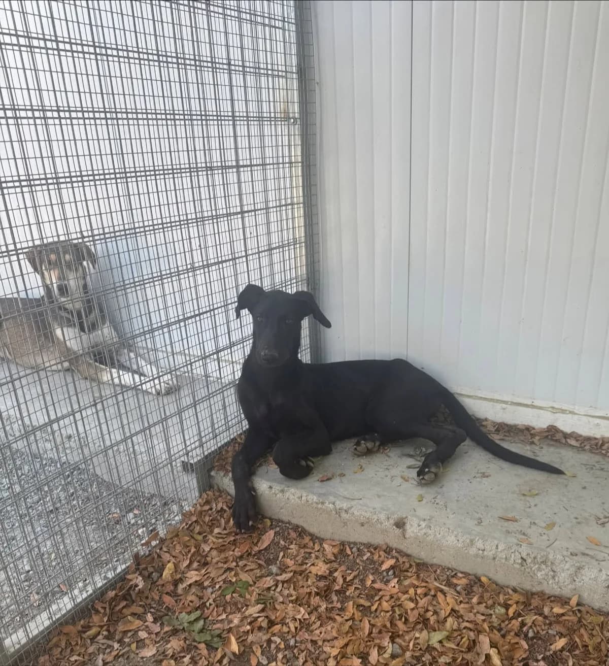 Rhea 🇨🇾, female puppy Mixed Breed for adoption at Dali Dog Rescue UK, Dali