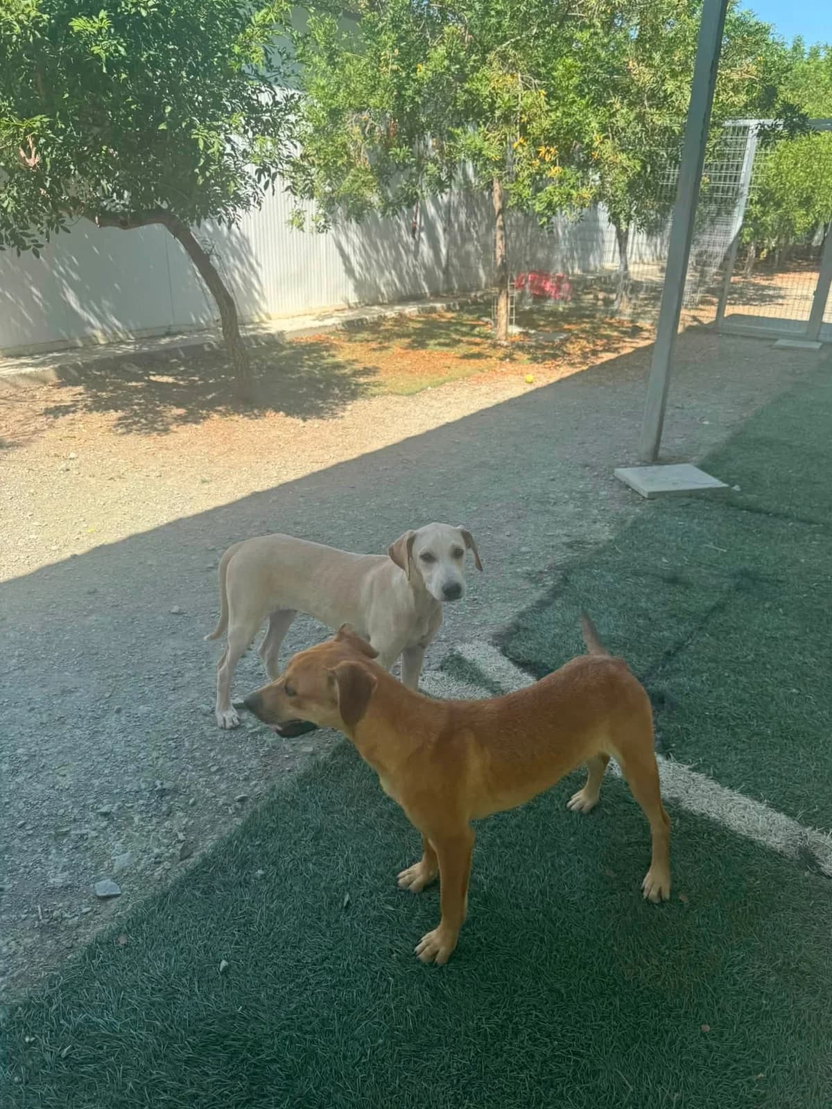 Mac 🇨🇾, male puppy Mixed Breed for adoption at Dali Dog Rescue UK, Dali