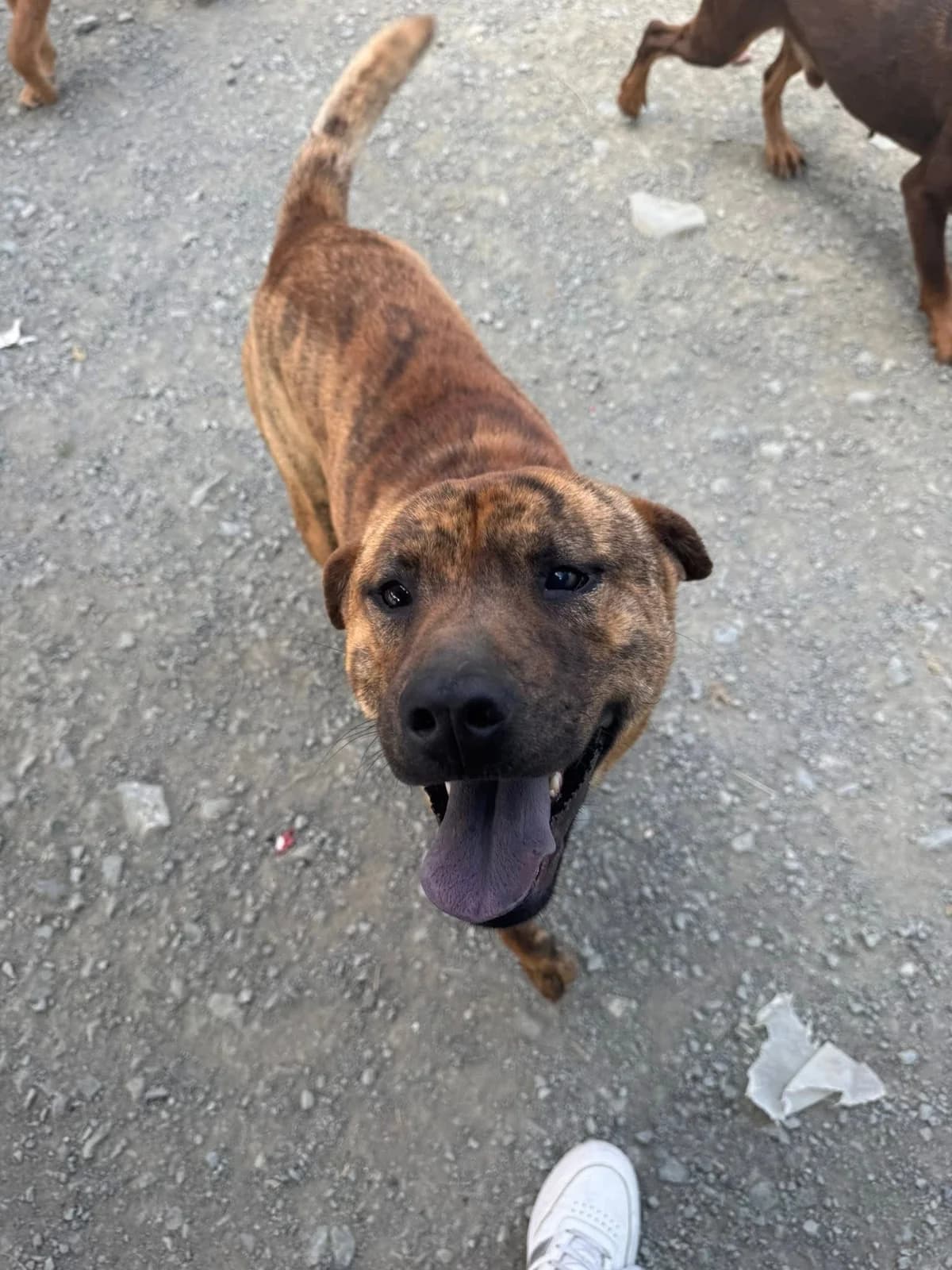 Rocky 🇨🇾, male young Mixed Breed for adoption at Dali Dog Rescue UK, Dali
