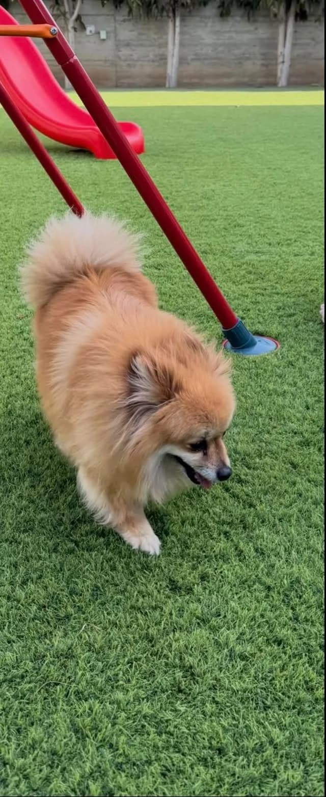 Aria ๐จ๐พ, female 7yo Mixed Breed for adoption at Dali Dog Rescue UK, Dali
