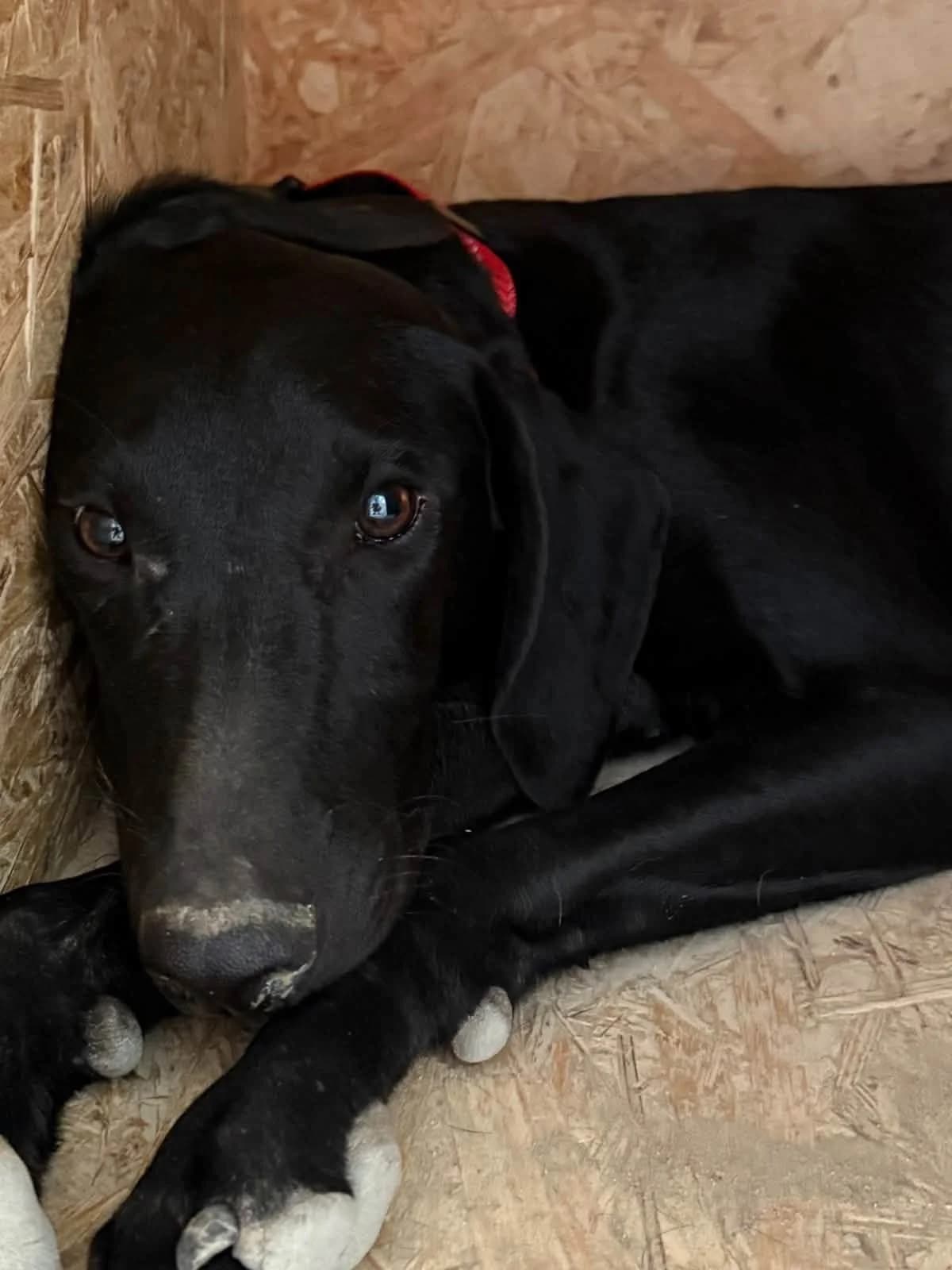 Red ๐จ๐พ, male Mixed Breed for adoption at Dali Dog Rescue UK, Dali