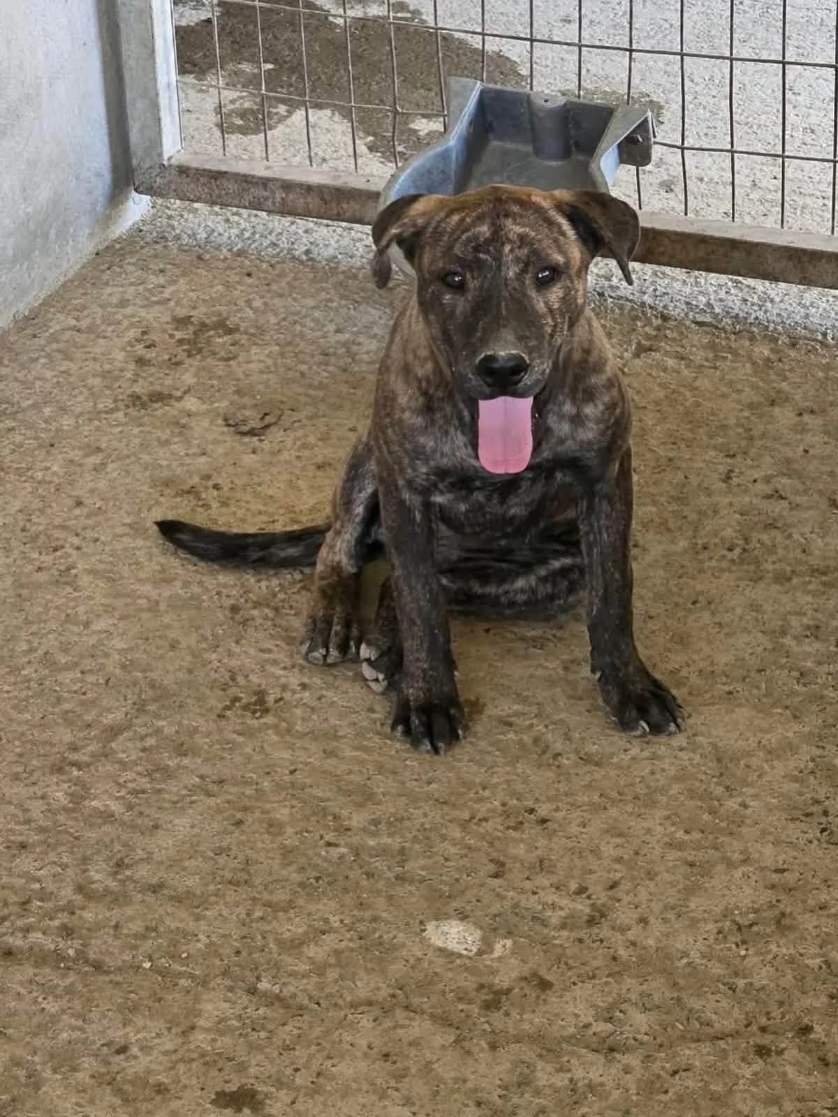 Bailee ๐จ๐พ, female puppy Mixed Breed for adoption at Dali Dog Rescue UK, Dali