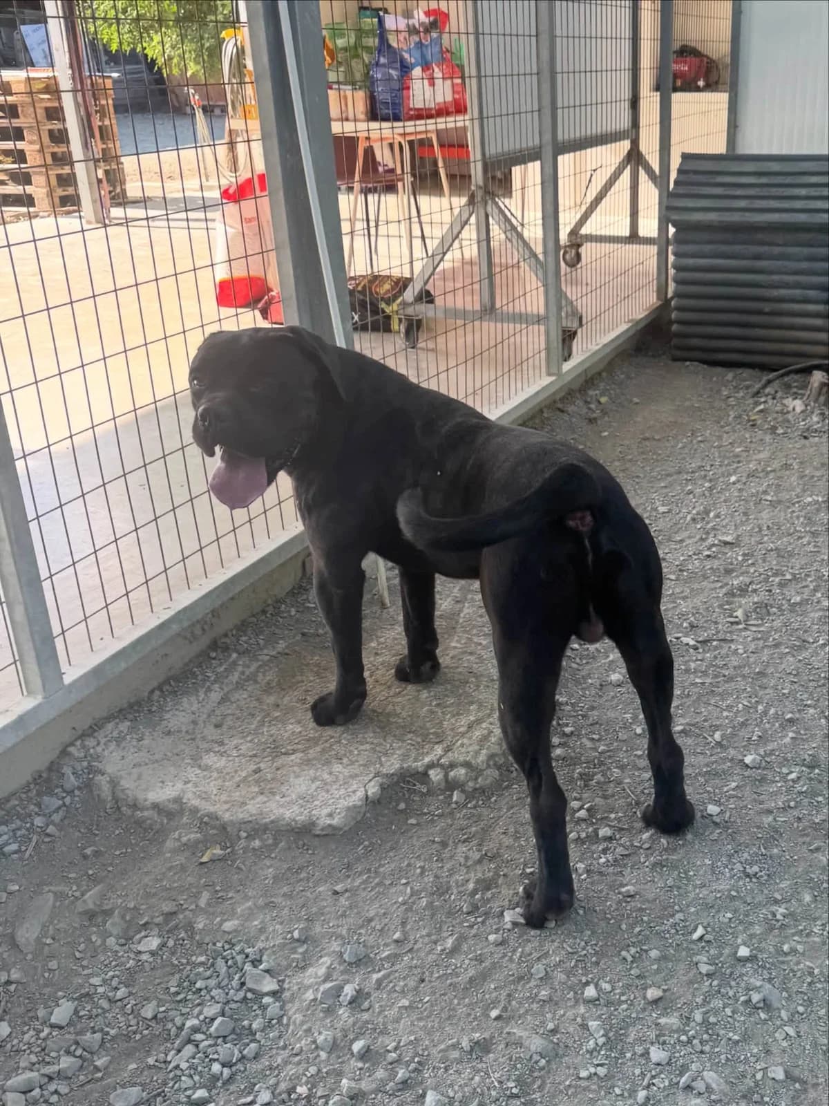 Sammy ๐จ๐พ, male young Mixed Breed for adoption at Dali Dog Rescue UK, Dali