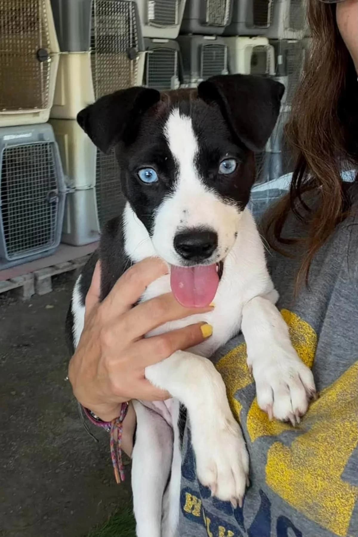 Bluebell, female puppy Mixed Breed for adoption at Dali Dog Rescue UK, Dali