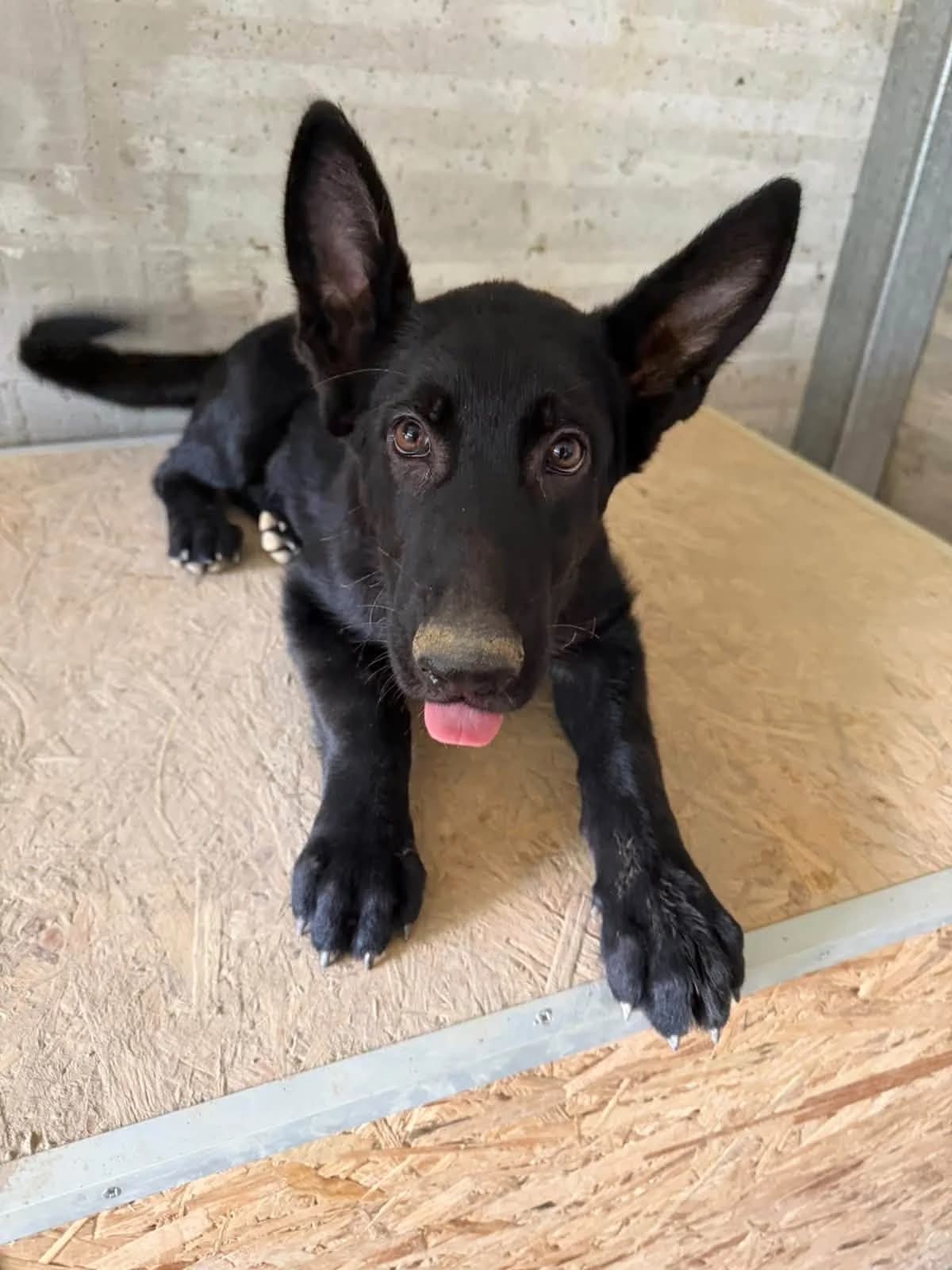 Bento ๐จ๐พ, male puppy Mixed Breed for adoption at Dali Dog Rescue UK, Dali
