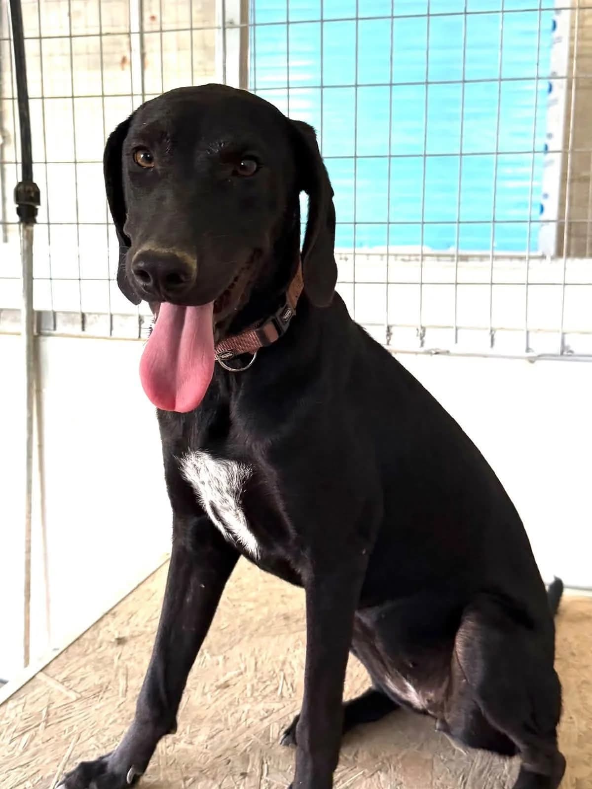 Robyn ๐จ๐พ, female puppy Mixed Breed for adoption at Dali Dog Rescue UK, Dali