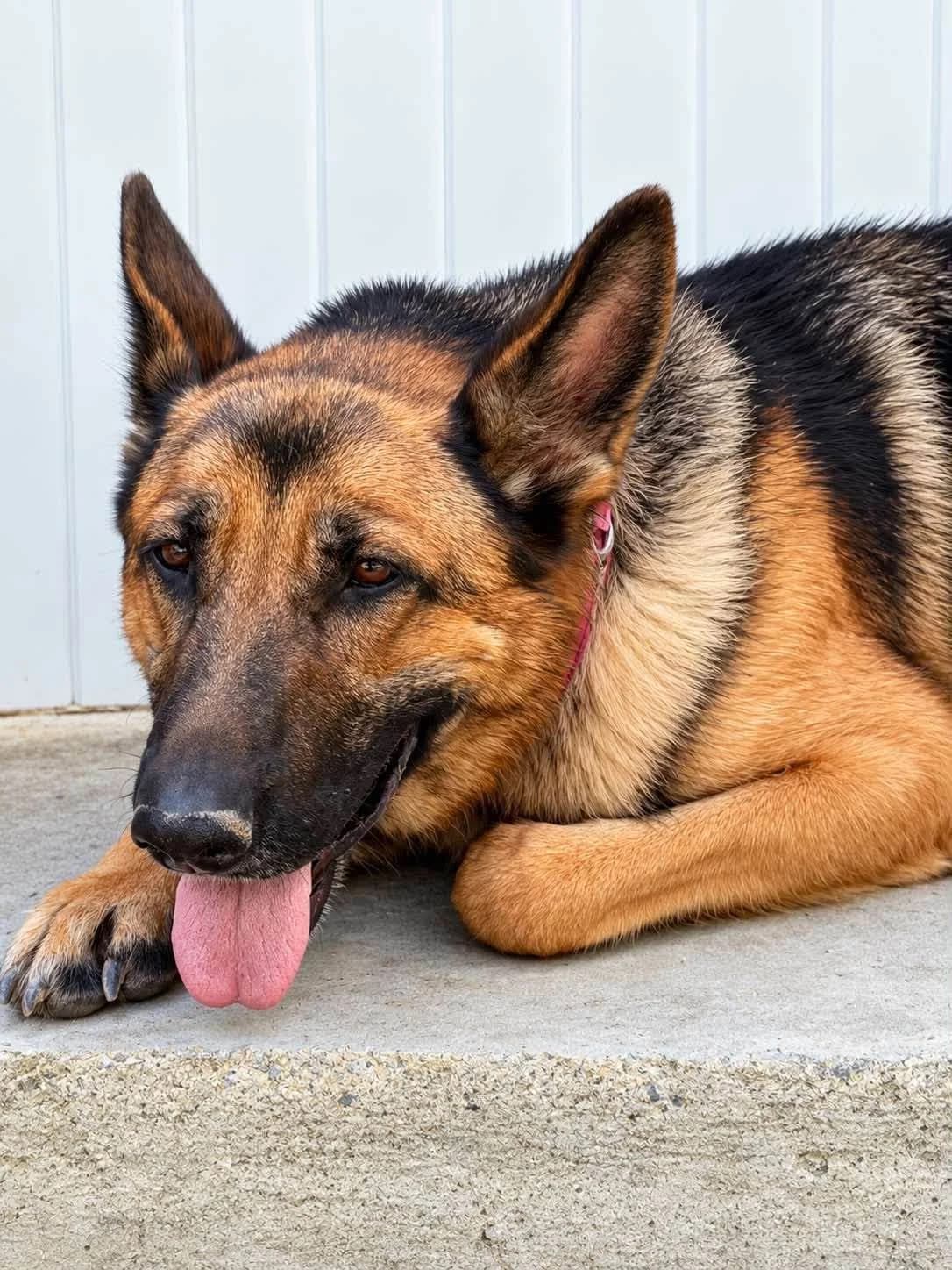 Tina ๐จ๐พ, female young Mixed Breed for adoption at Dali Dog Rescue UK, Dali