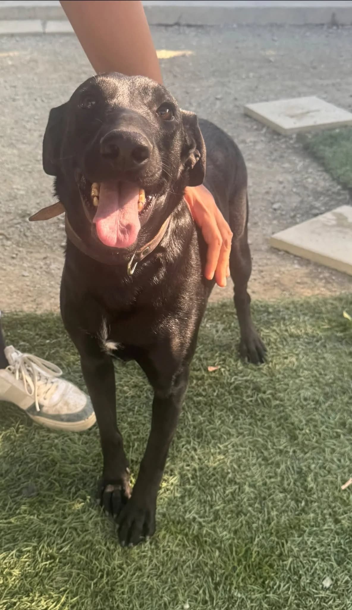 Raven ๐จ๐พ, female young Mixed Breed for adoption at Dali Dog Rescue UK, Dali