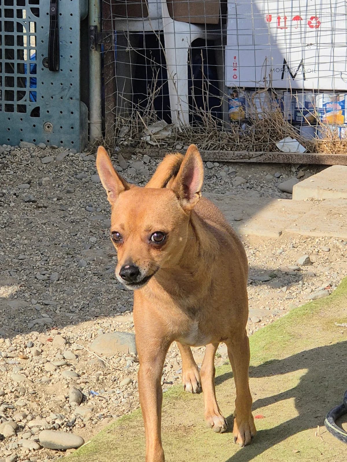 Chico, female 3yo Miniature Pinscher for adoption at Maxi