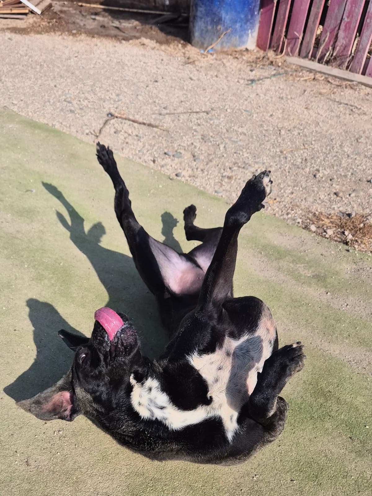 Ephrem, male 3yo mixed breed for adoption at Maxi