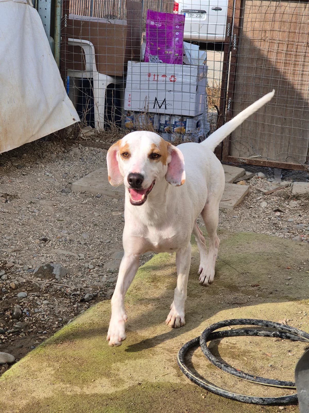 Gabriel, male 3yo mixed breed for adoption at Maxi