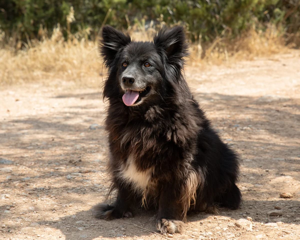 Dilly, Mixed Breed for adoption at Kyrenia Animal Rescue (North Cyprus), Karakum, Kyrenia