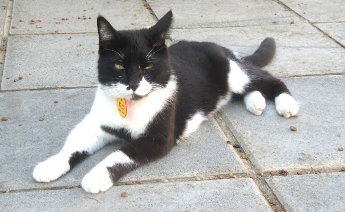 Charlie, Black & White male Mixed Breed for adoption at Malcolm Cat