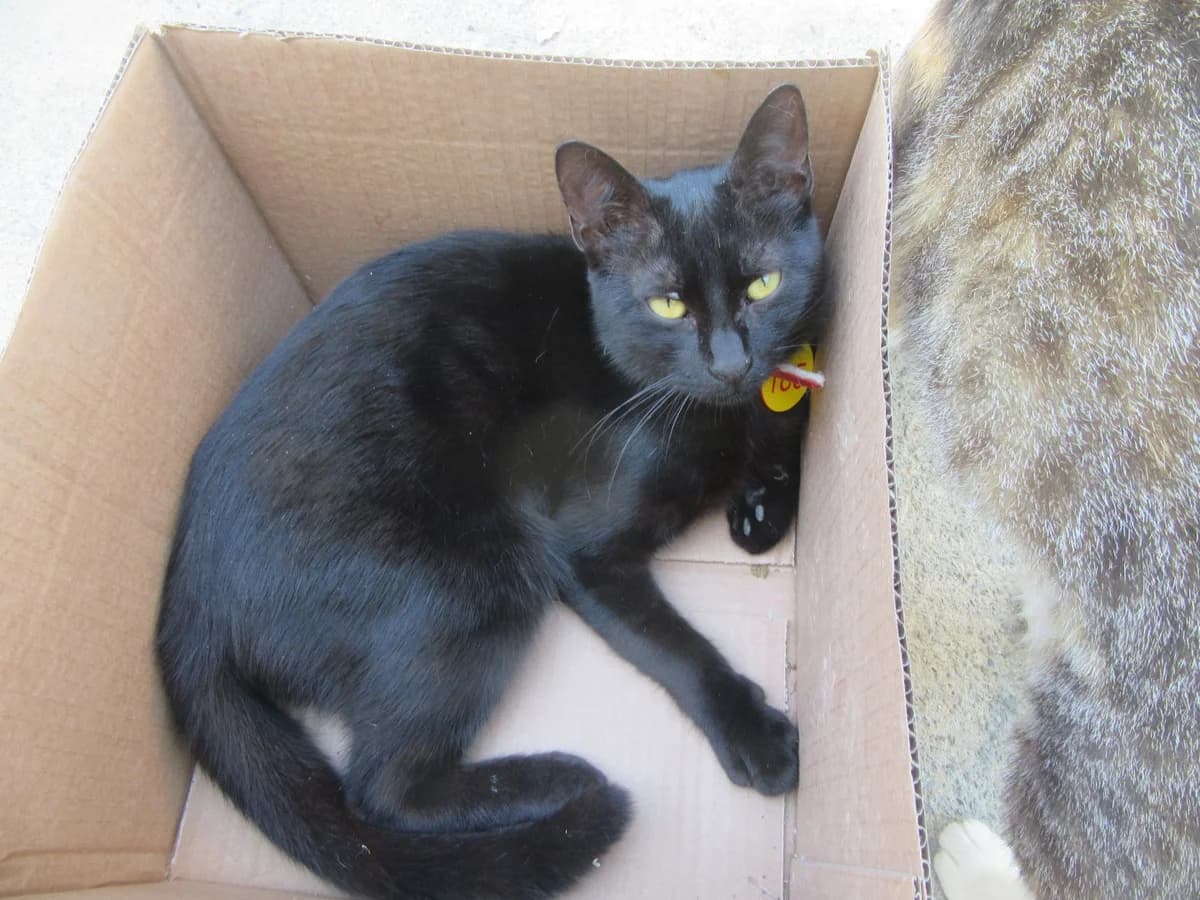 Clementine, All Black female young Mixed Breed for adoption at Malcolm Cat