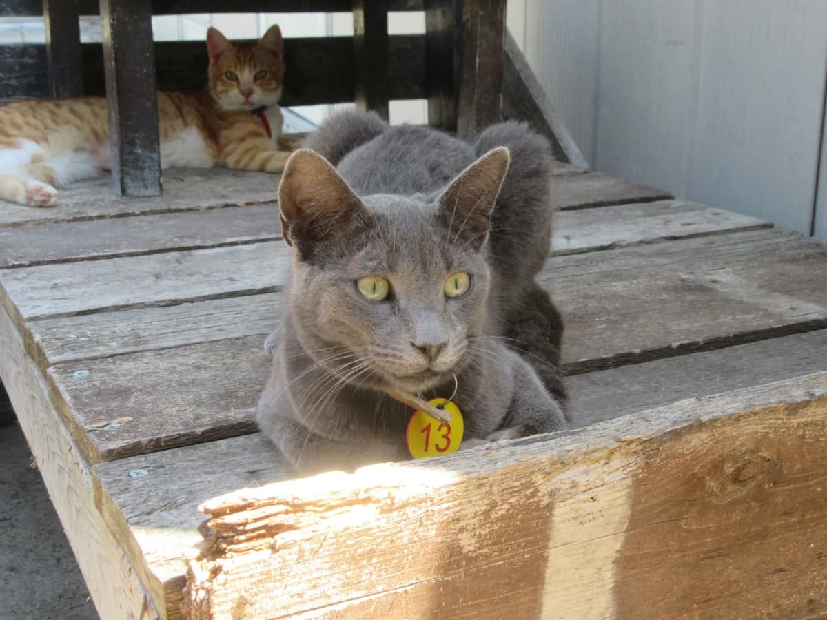 Iain, Grey male 6yo Mixed Breed for adoption at Malcolm Cat