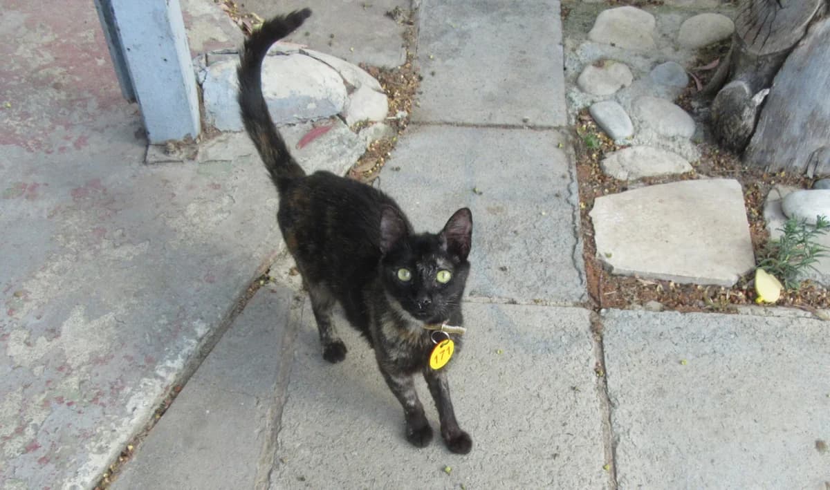Juliet, Tortoiseshell female young Mixed Breed for adoption at Malcolm Cat