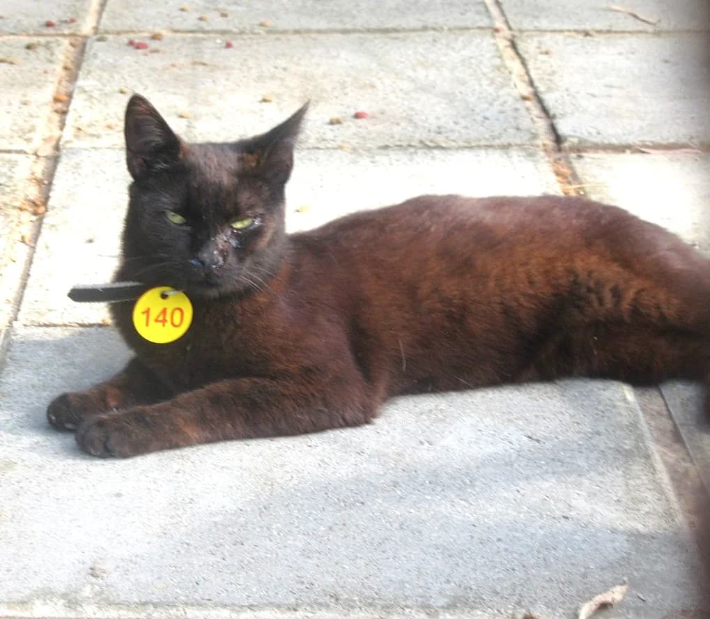 Leon, All Black male young Mixed Breed for adoption at Malcolm Cat
