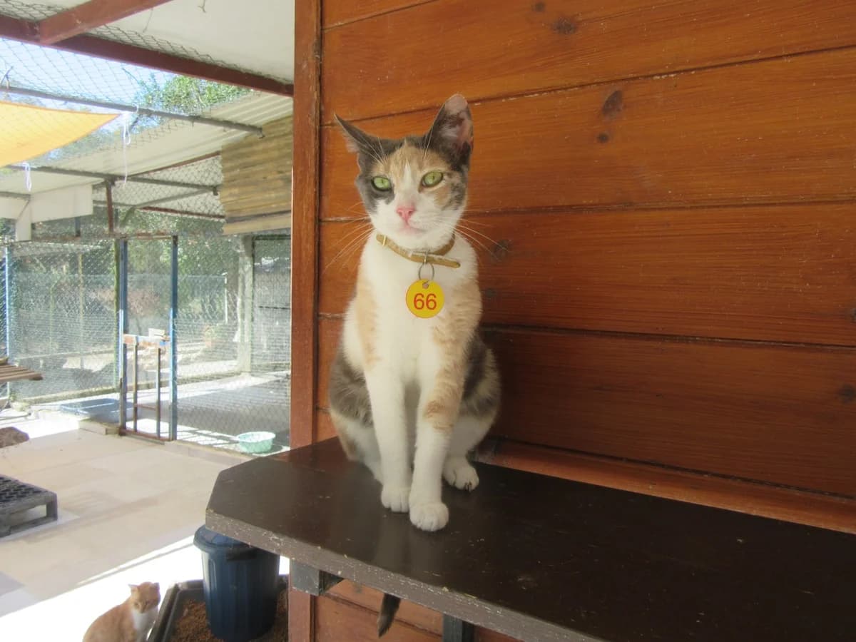Maria, Grey & Calico female 6yo Mixed Breed for adoption at Malcolm Cat