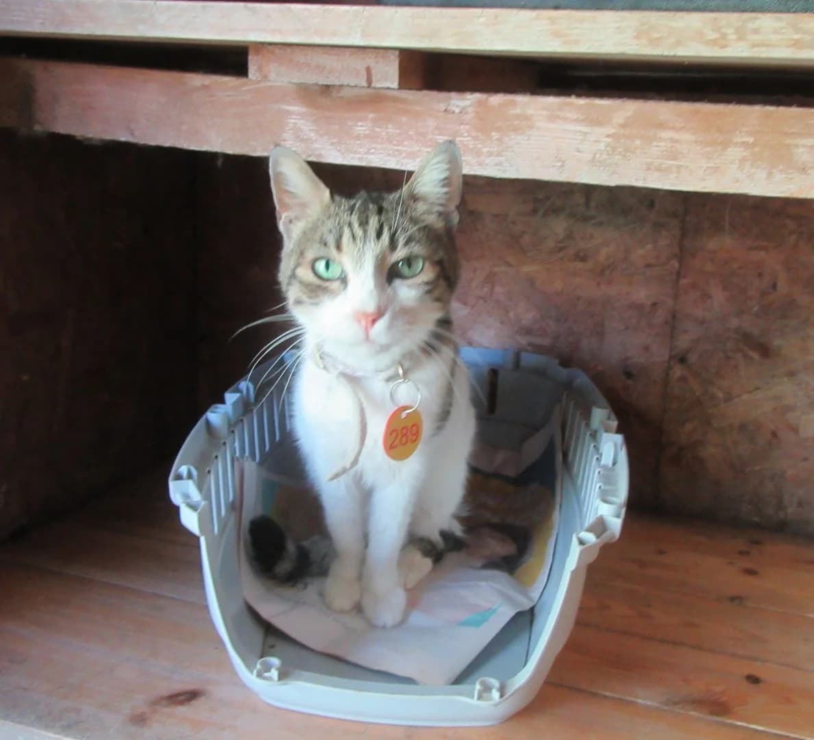 May, Tabby & White female young Mixed Breed for adoption at Malcolm Cat