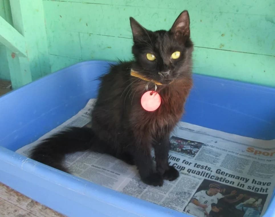 Mindy, female young Mixed Breed for adoption at Malcolm Cat