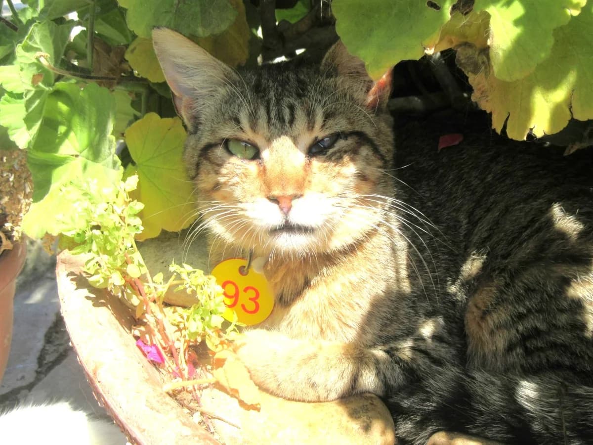 Rachel, Tabby female young Mixed Breed for adoption at Malcolm Cat