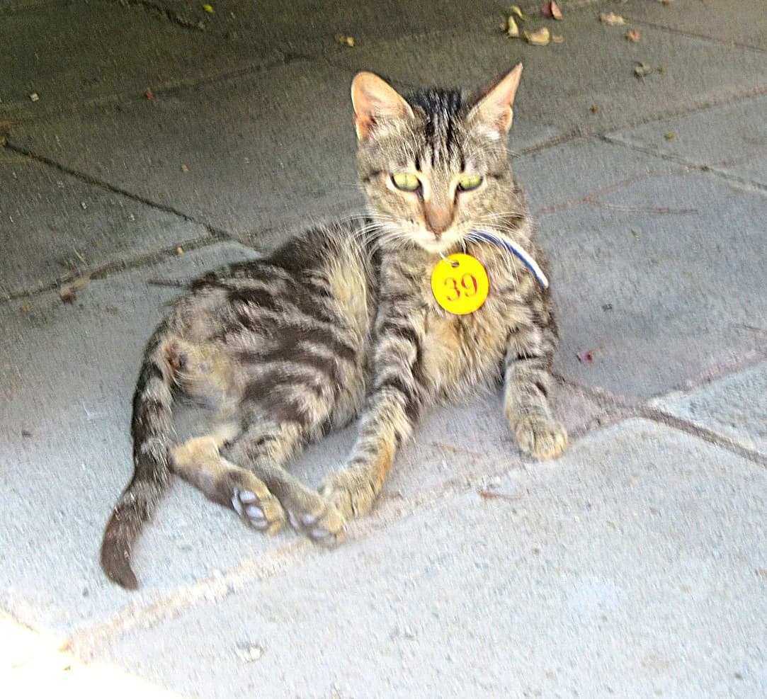 Ronnie, Tabby male puppy Mixed Breed for adoption at Malcolm Cat