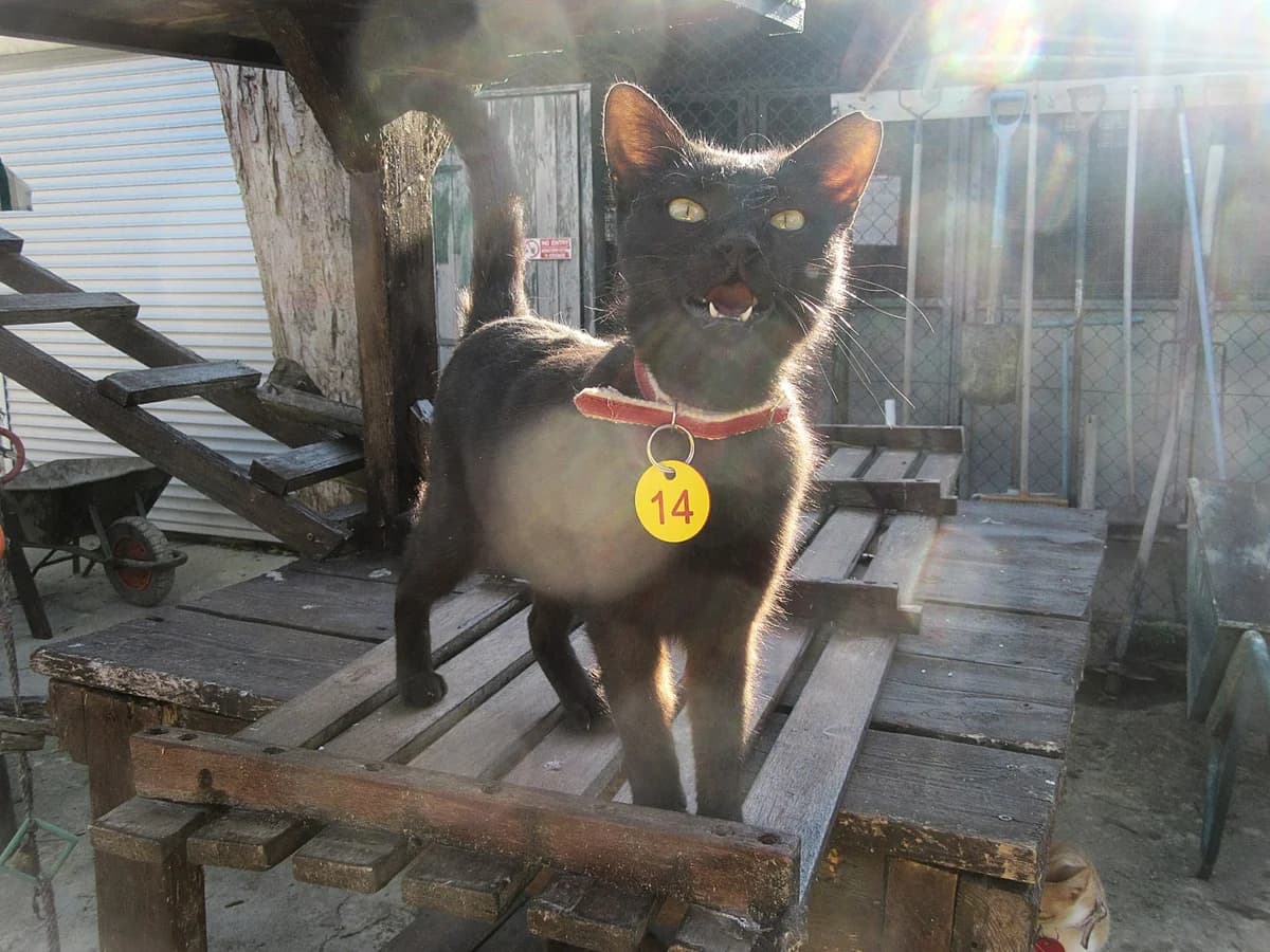 Tabetha, All Black female young Mixed Breed for adoption at Malcolm Cat