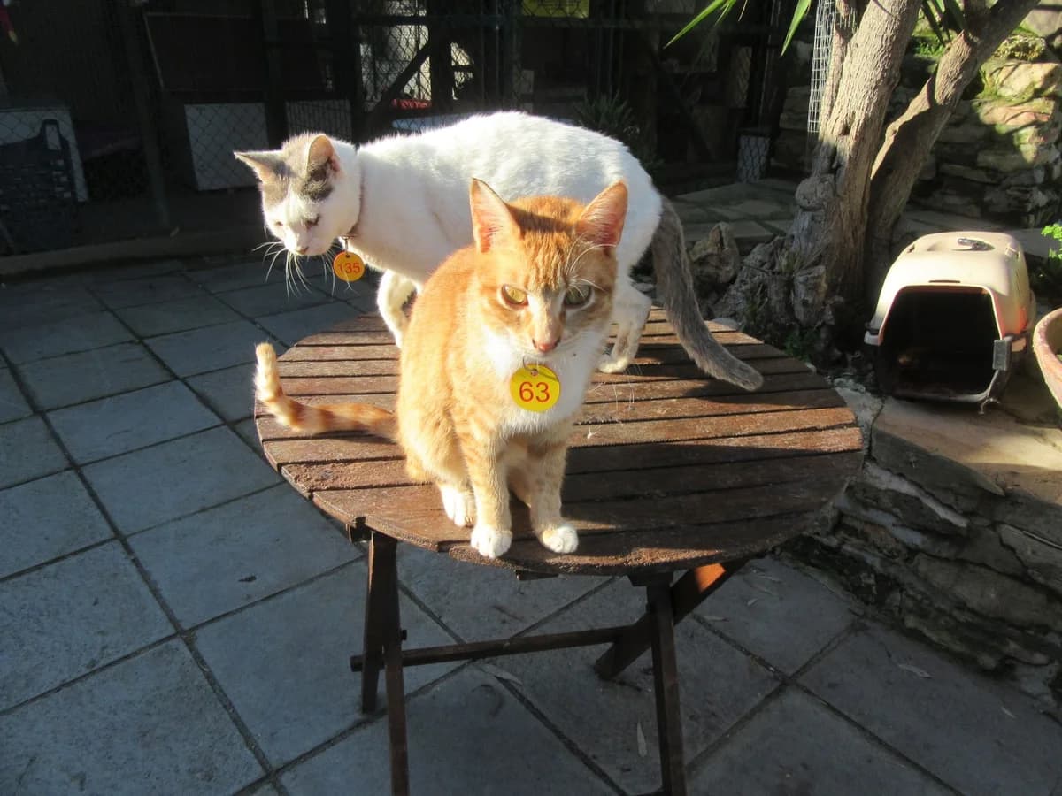 Teya, Ginger & White female young Mixed Breed for adoption at Malcolm Cat