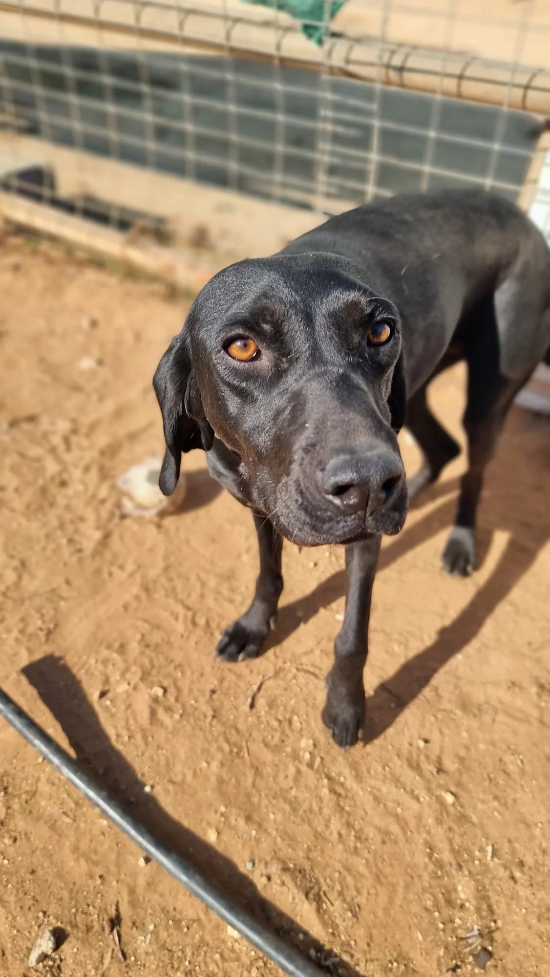 Angel, female 4yo Pointer for adoption at Merlin's Haven Dog Rescue
