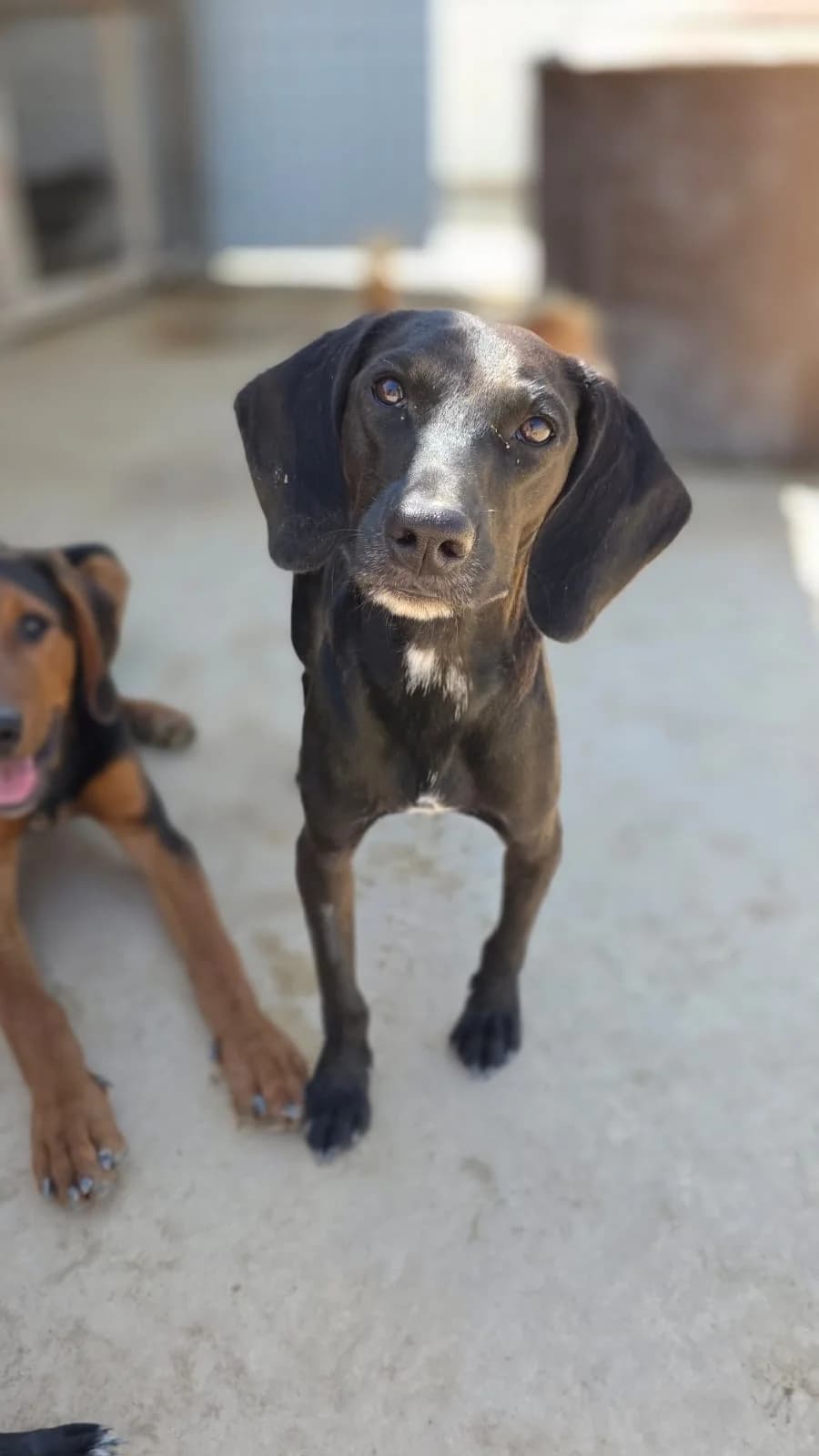 Avi, male young mixed breed for adoption at Merlin's Haven Dog Rescue