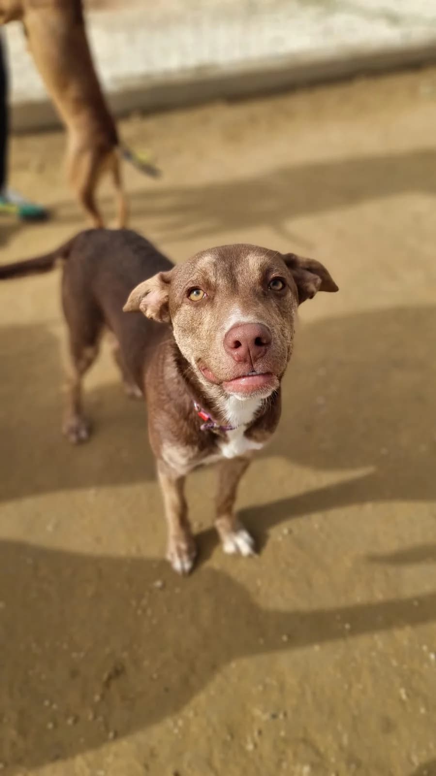 Bailey, female puppy mixed breed for adoption at Merlin's Haven Dog Rescue