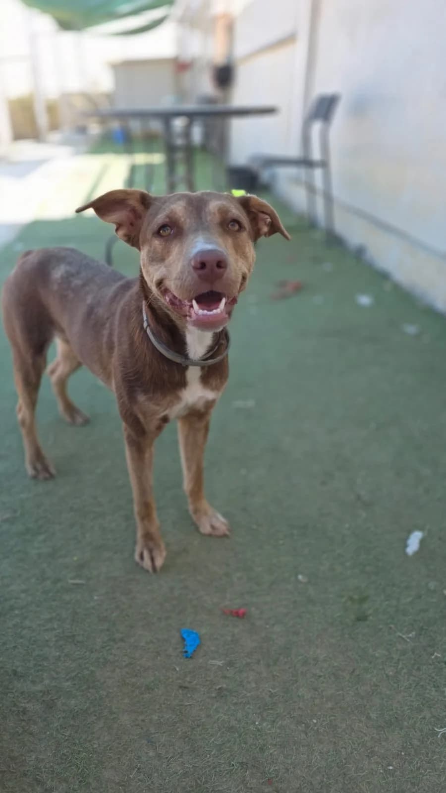 Bailey, female young mixed breed for adoption at Merlin's Haven Dog Rescue