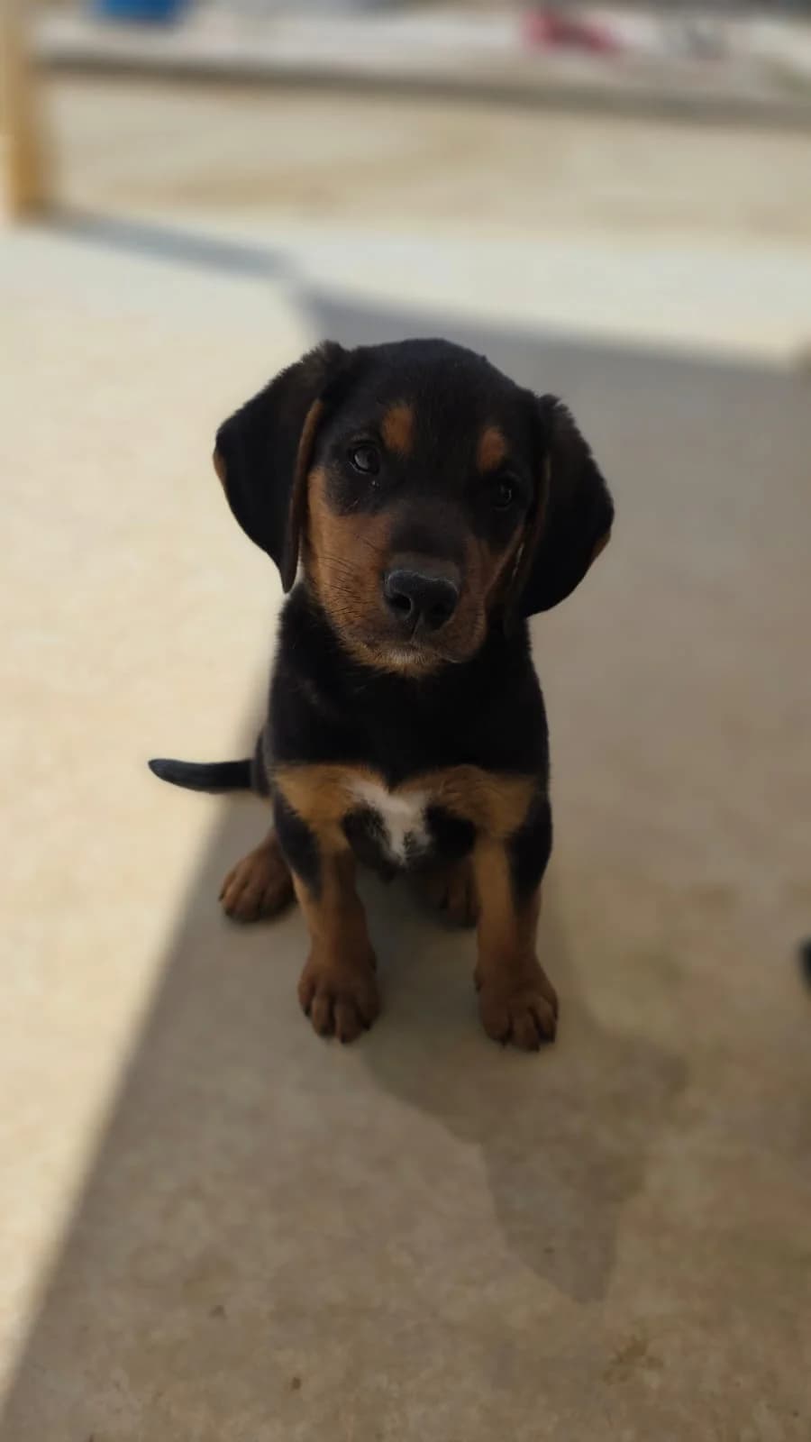 Bandit, male puppy mixed breed for adoption at Merlin's Haven Dog Rescue
