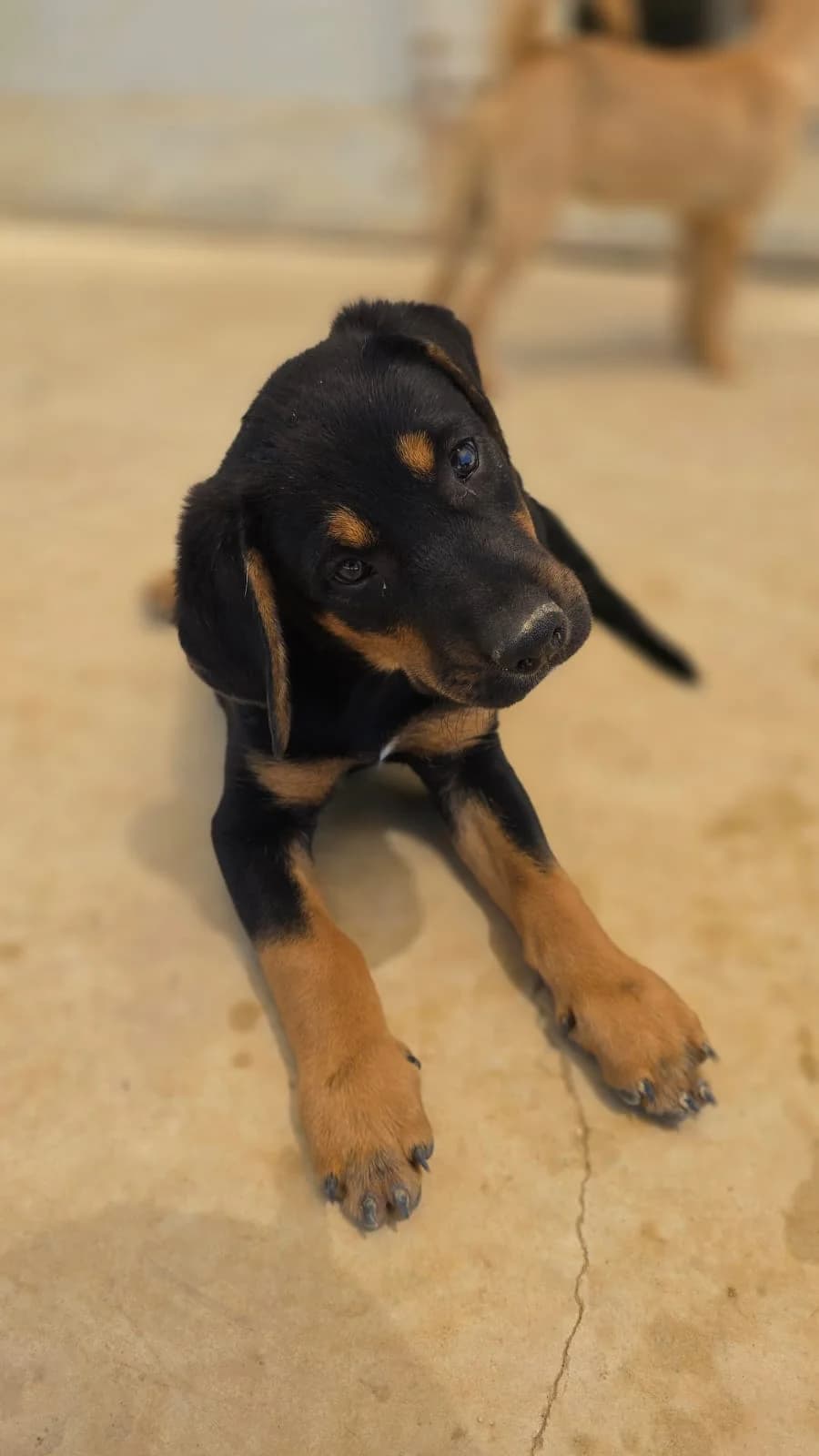 Banjo, male puppy mixed breed for adoption at Merlin's Haven Dog Rescue